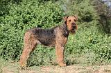 AIREDALE TERRIER 002